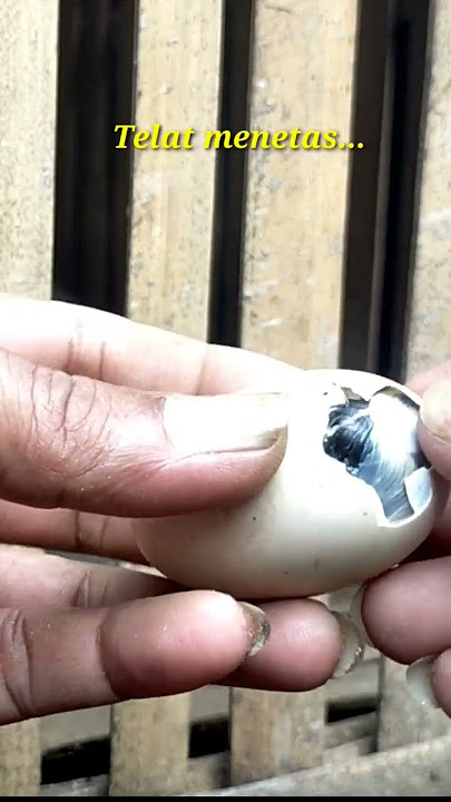 Telur ayam telat menetas