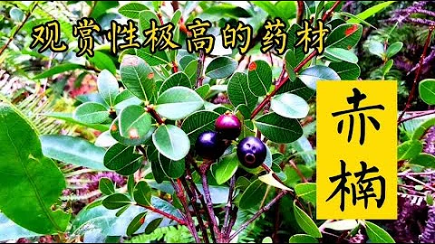 进山发现一棵“赤楠”，花卉市场老板开价2000元，偶尔摔伤能用上 - 天天要闻
