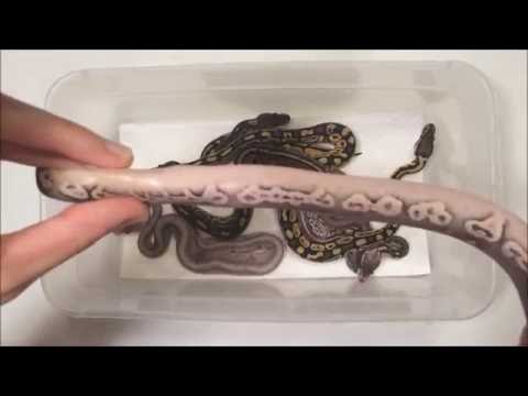 ball python breeders in ohio Update on Clutch #15 - Pewter x Pewter - Post First Shed