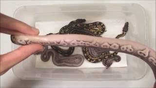 Update on Clutch #15 - Pewter x Pewter - Post First Shed