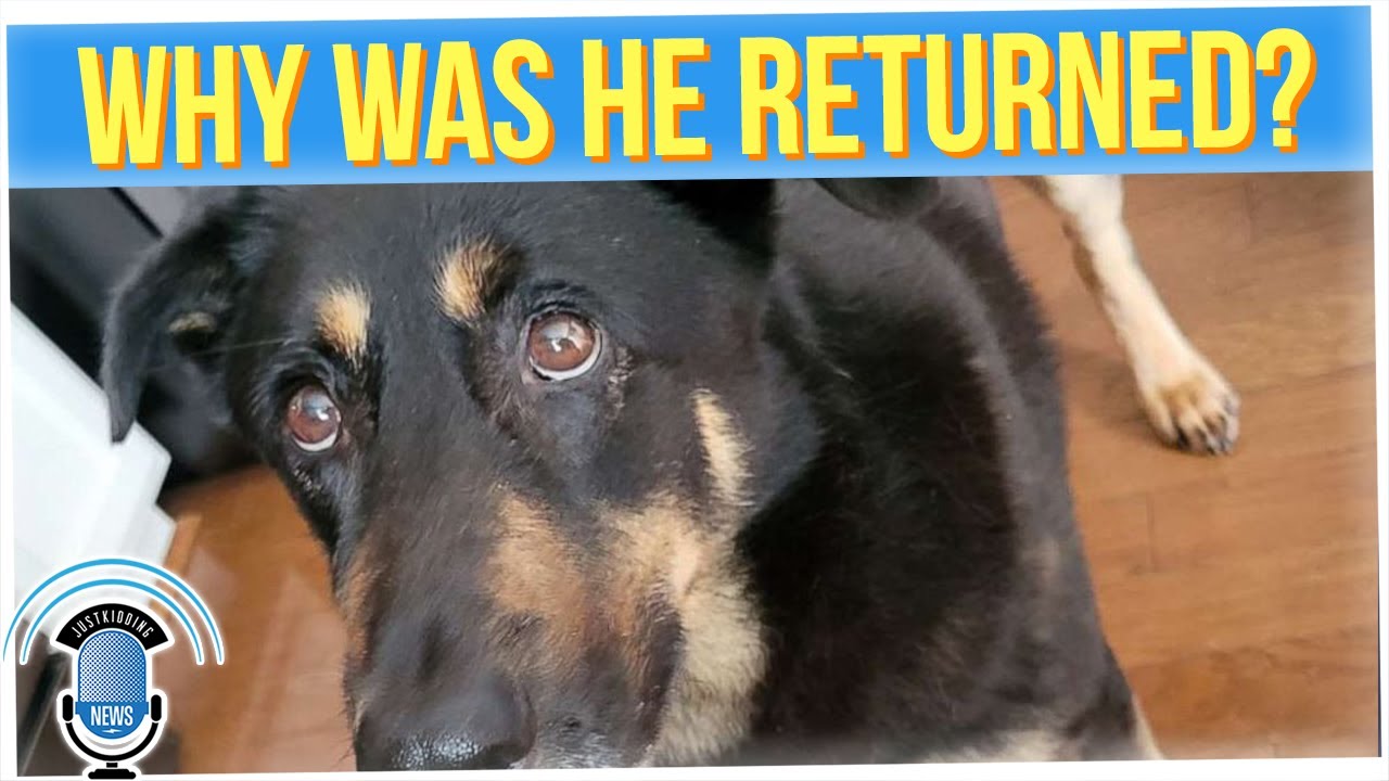 Dog Abandoned for Being ‘Gay’ Gets Adopted by Gay Couple (ft. Alex ...