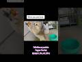 6 month old kitten cat purring getting excited for dental chew treats (short ver)