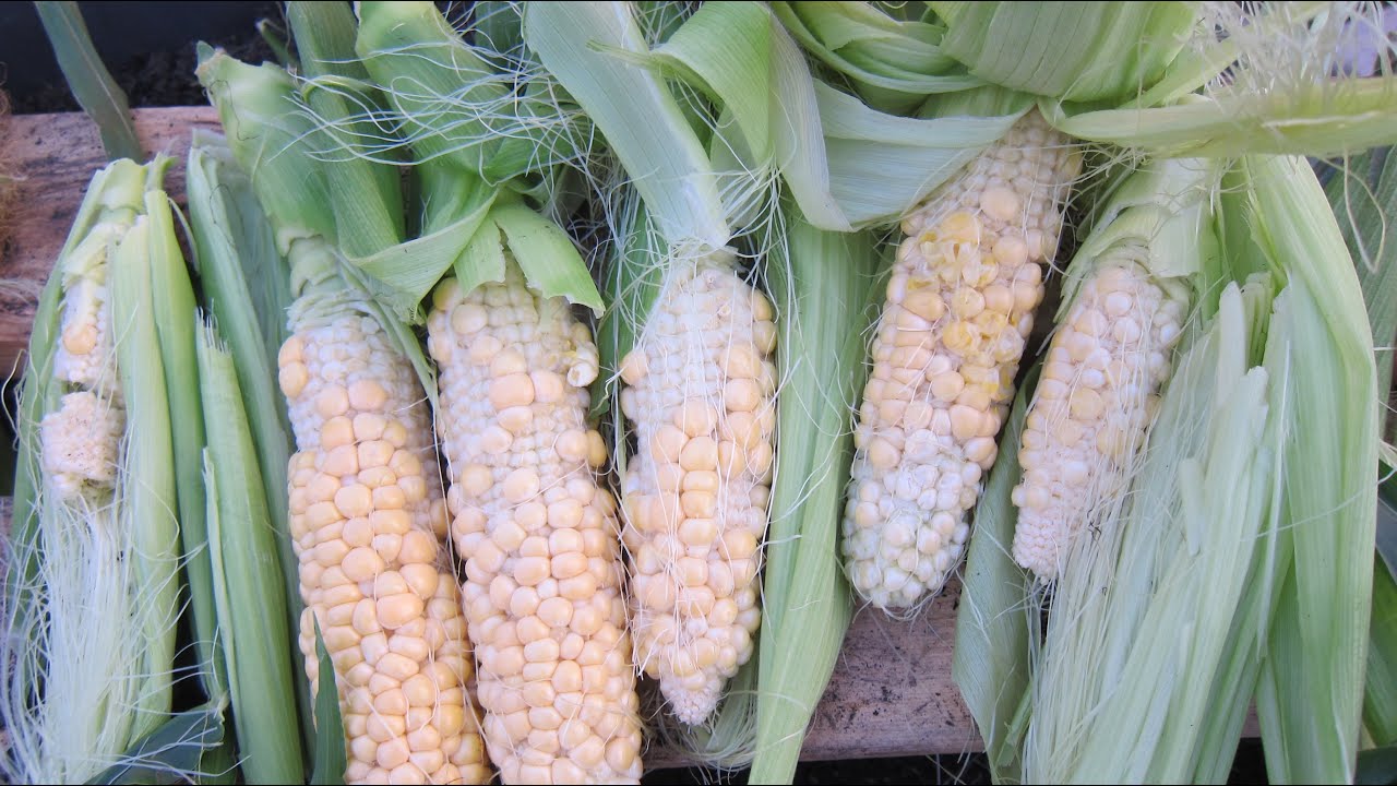 Greenhouse Container Corn You