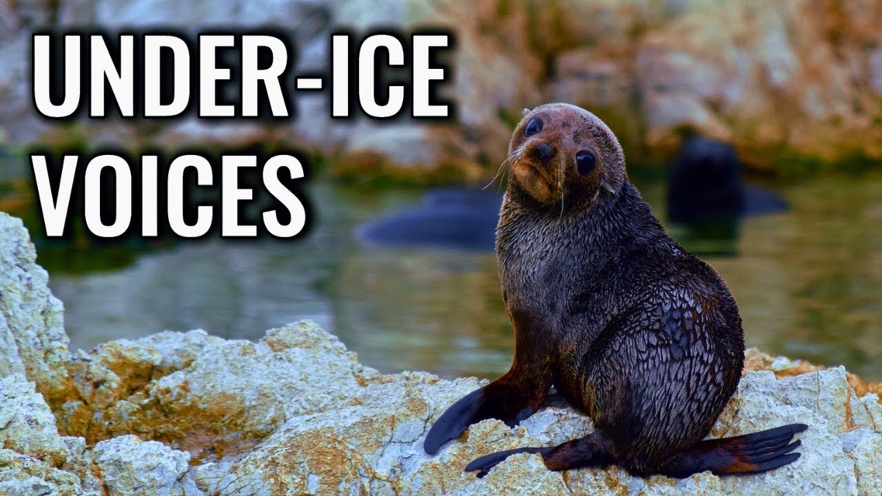 Weddell Seal Under-Ice Singing: Why The Ice Hums