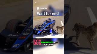 animal vs human  race crazy 🥶               #mrbeast #race #animal