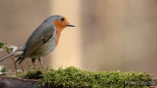 Very beautiful NATURE and birds Amazing Music.|Juda chiroyli manzara va qushlar.Очень красивая птица