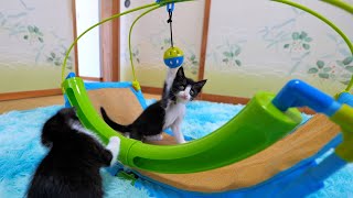 Kittens have mastered multifunctional toys