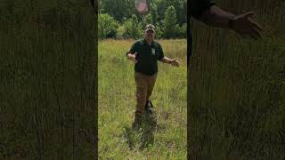 Collecting Water From Grass  survivalliving survival bushcraft wildernessliving outdoors