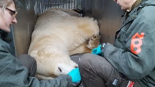 Hanisbjørnen Ivan flytter til Skan...