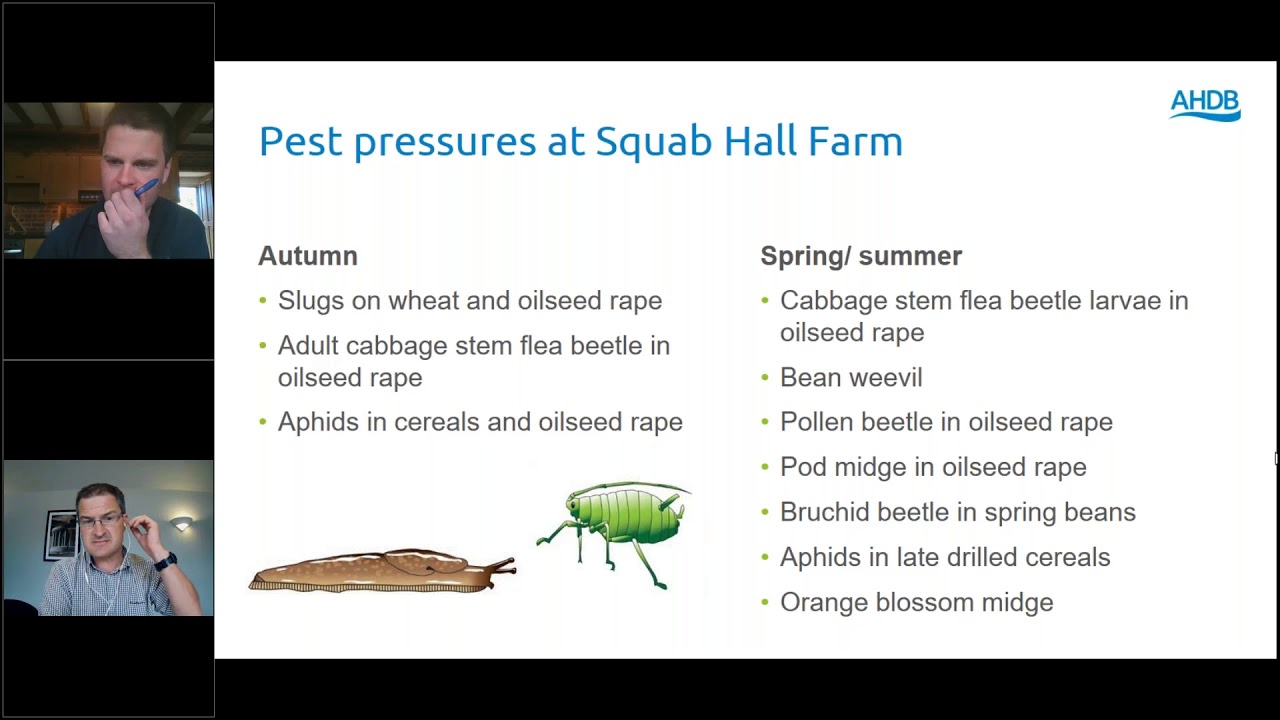 Webinar: How to monitor for key pests and beneficials