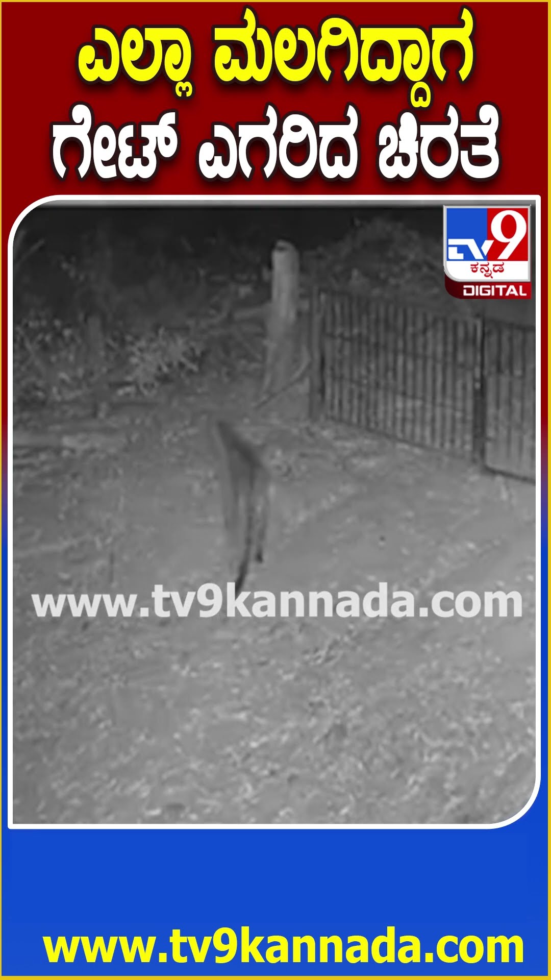 ಎಲ್ಲಾ ಮಲಗಿದ್ದಾಗ ಗೇಟ್ ಎಗರಿದ ಚಿರತೆ! #Leopard #Tv9D