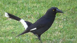 Pied currawong  Strepera graculina