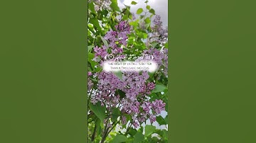 قرآن كريم 🌸سورة القدر (كاملة)🌸القارئ ماهر المعيقلي 🌸