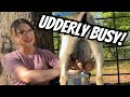 Fencing and Banding and Milking, Oh My!