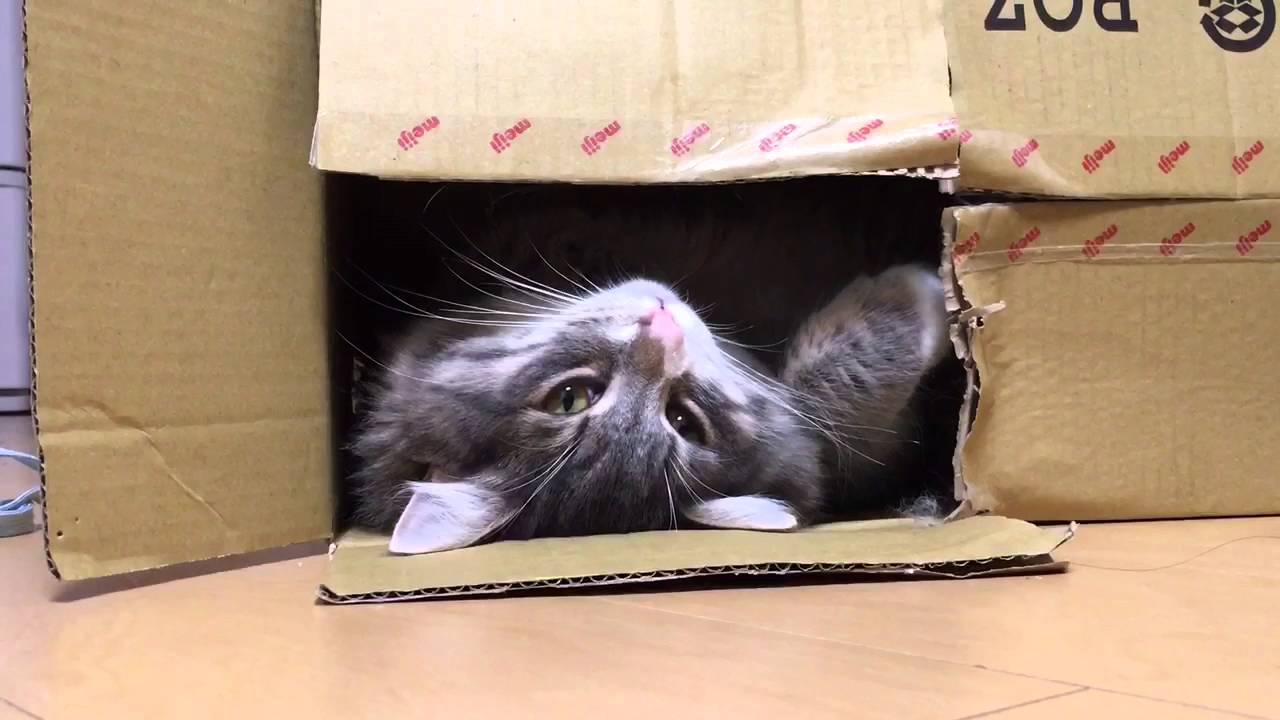 のびのび猫 ノルウェージャンフォレストキャット Cat extending.Norwegian Forest Cat. YouTube