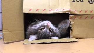 のびのび猫 ノルウェージャンフォレストキャット Cat extending.Norwegian Forest Cat.