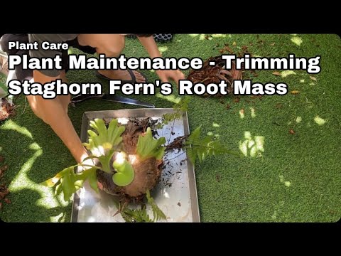 Video: Cleaning A Staghorn Fern: Should I Clean My Staghorn Fern Plant