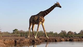 Giraffe at Mashatu Camp Watering Hole