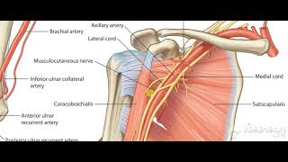 Brachial artery relations to nerves 3