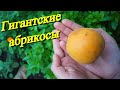 Гигантские абрикосы / Сбор урожая