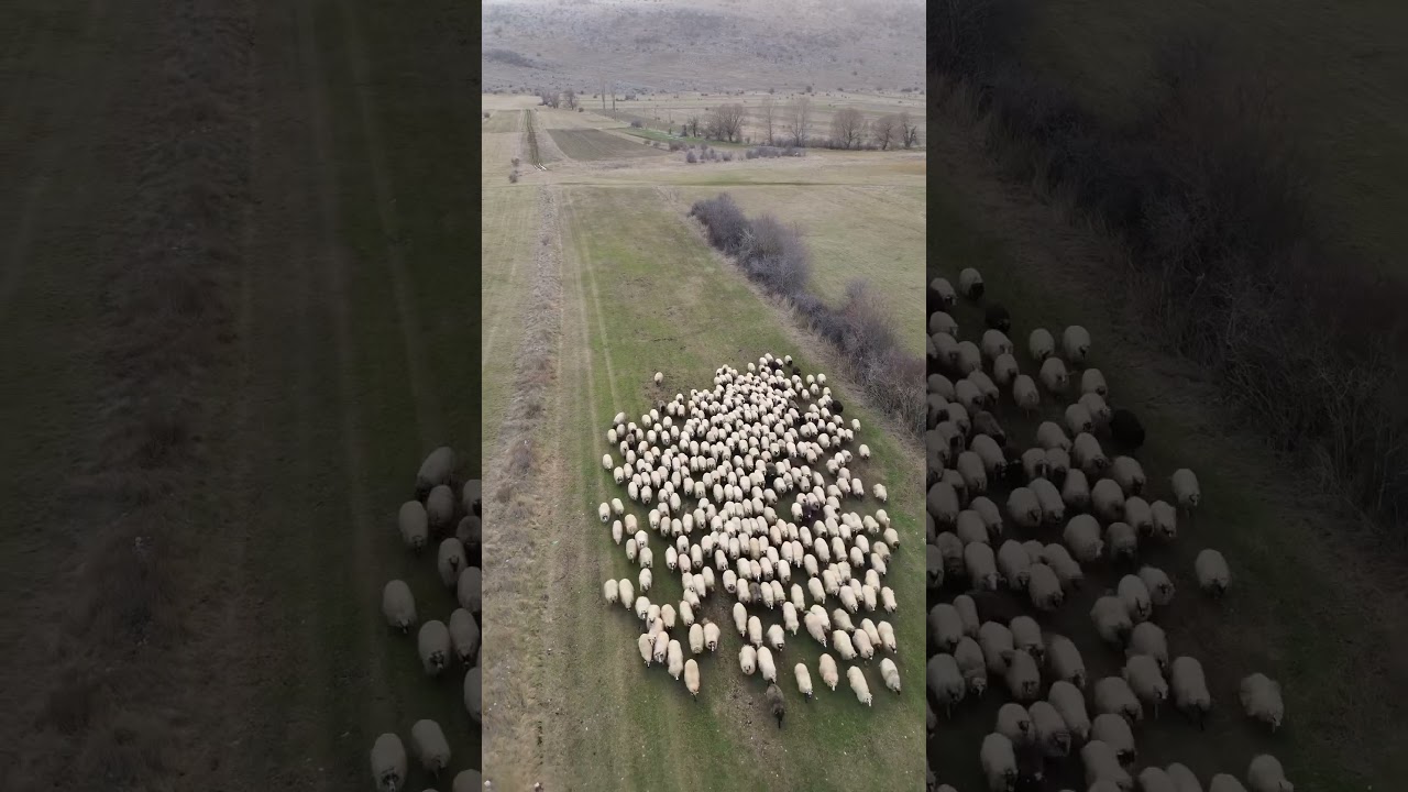 This is nature #chill #agronomy #agriculture #germany #croatia #ovce #stocarstvo