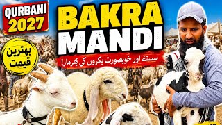 Karachi Bakra Mandi Lalukhet Latest Rates Update 21 Jun 2026 || Qurbani Season 2027 