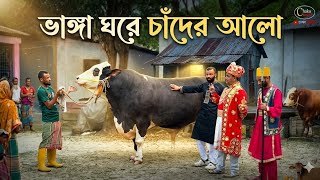 This Is Like The Moonlight In A Broken House Qurbani Collection Of Gazipur Farmer Qurbani Cow Price 2026