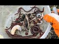 Backyard Bug Hunt – Grubs, Worms &amp; More!