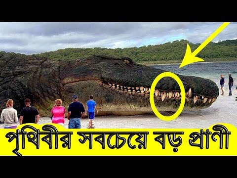 পৃথিবীর সবচেয়ে বড় ৭টি প্রাণী । World Biggest Animals | INFOTAINMENT TV