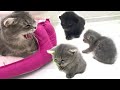 Mama cat calls kittens for food | Adopted kitten lost and meows loudly