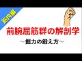 【柔道整復師が教える解剖学】前腕屈筋群の解剖学と握力の鍛え方【タロ塾#34】