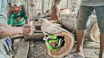 Unexpected incident while sawing old hollow teak logs at the sawmill