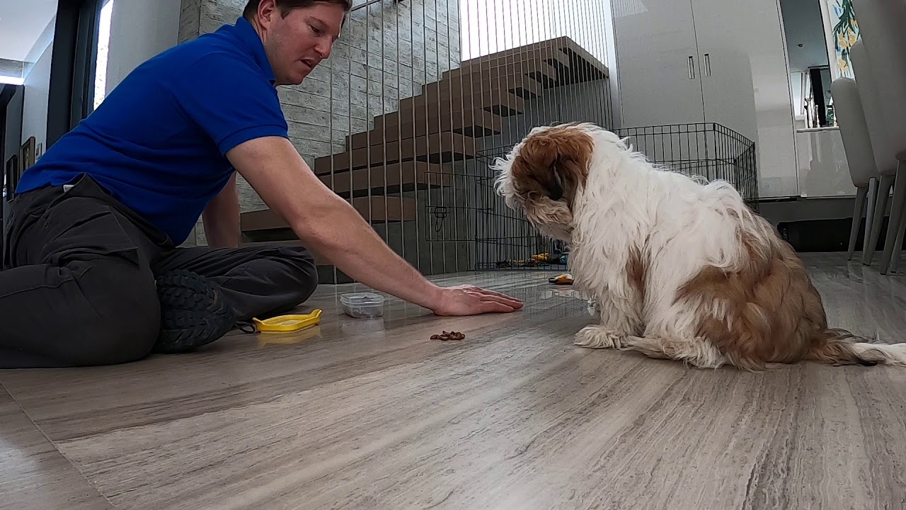 Puppy Training Don't Touch The Food YouTube