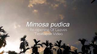 Touch-Me-Not Plant Mimosa Pudica Re-Opening Its Leaves Extrashots Timelapse