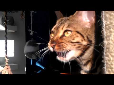 bengal-cat-making-funny-noises-at-the-birds-outside