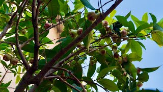 Water - The Secret to A Thriving Tropical Fruit Tree Food Forest