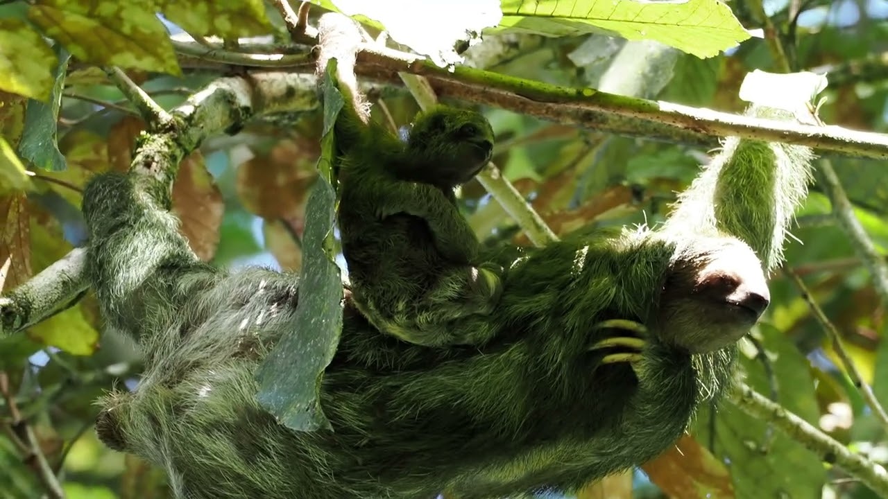 La Selva Research Station
