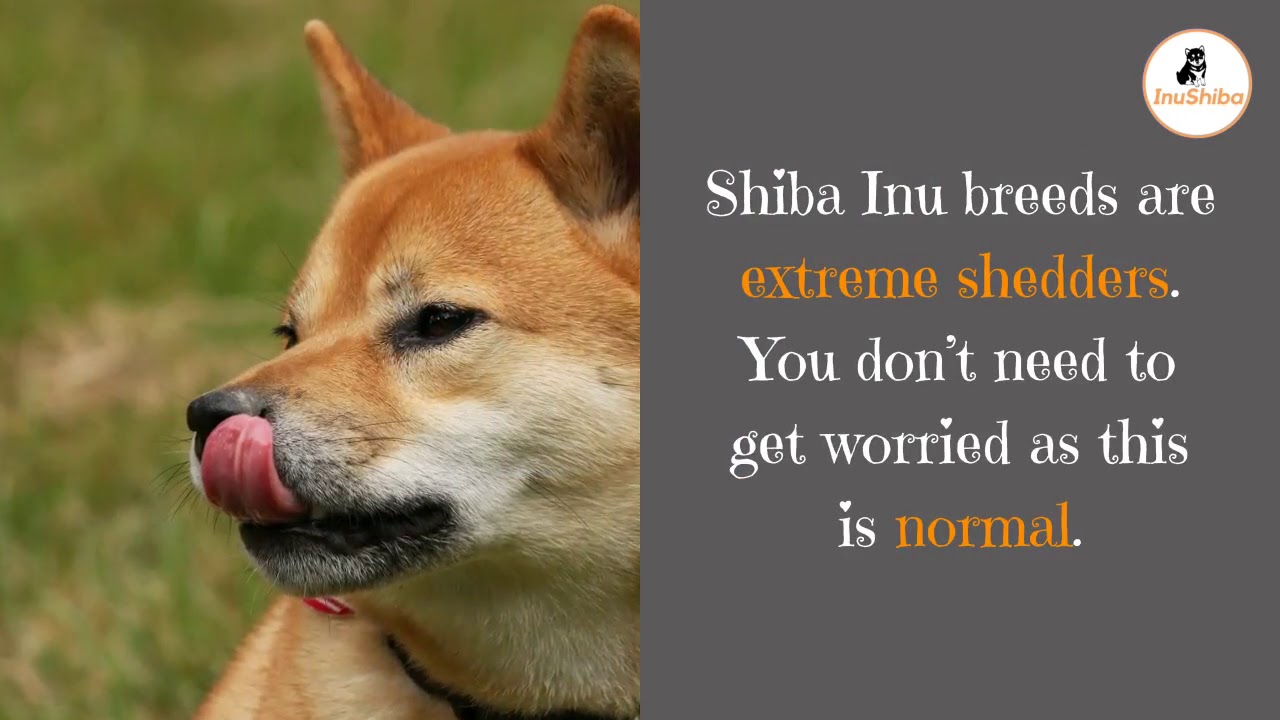 Shiba Inu Shedding Inushiba