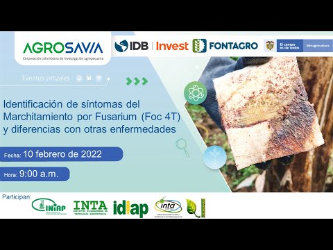 Video: Tratamiento de la marchitez por Fusarium de los claveles: aprenda sobre los claveles con la marchitez por Fusarium