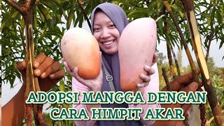 CARA LENGKAP himpit akar buat bonsai mangga || MASTER GRAFTING