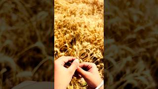 #roti #kanak #haryana #punjab #farming #ytshorts #mrbeast #desi