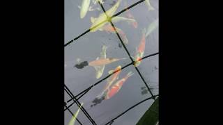 The Secret of Successful KOI IN WINTER 1x1