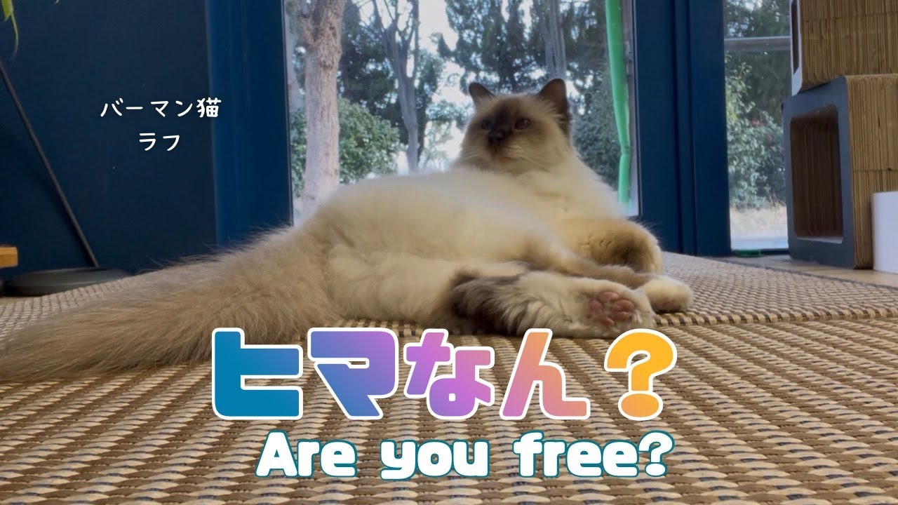 バーマン猫ラフ【ヒマなん？】Are you free?（バーマン猫）Birman/Cat
