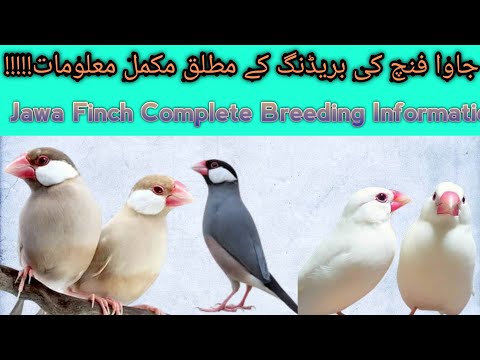Java Birds Breeding|| Java Finch Information|| Complete Information About Breeding