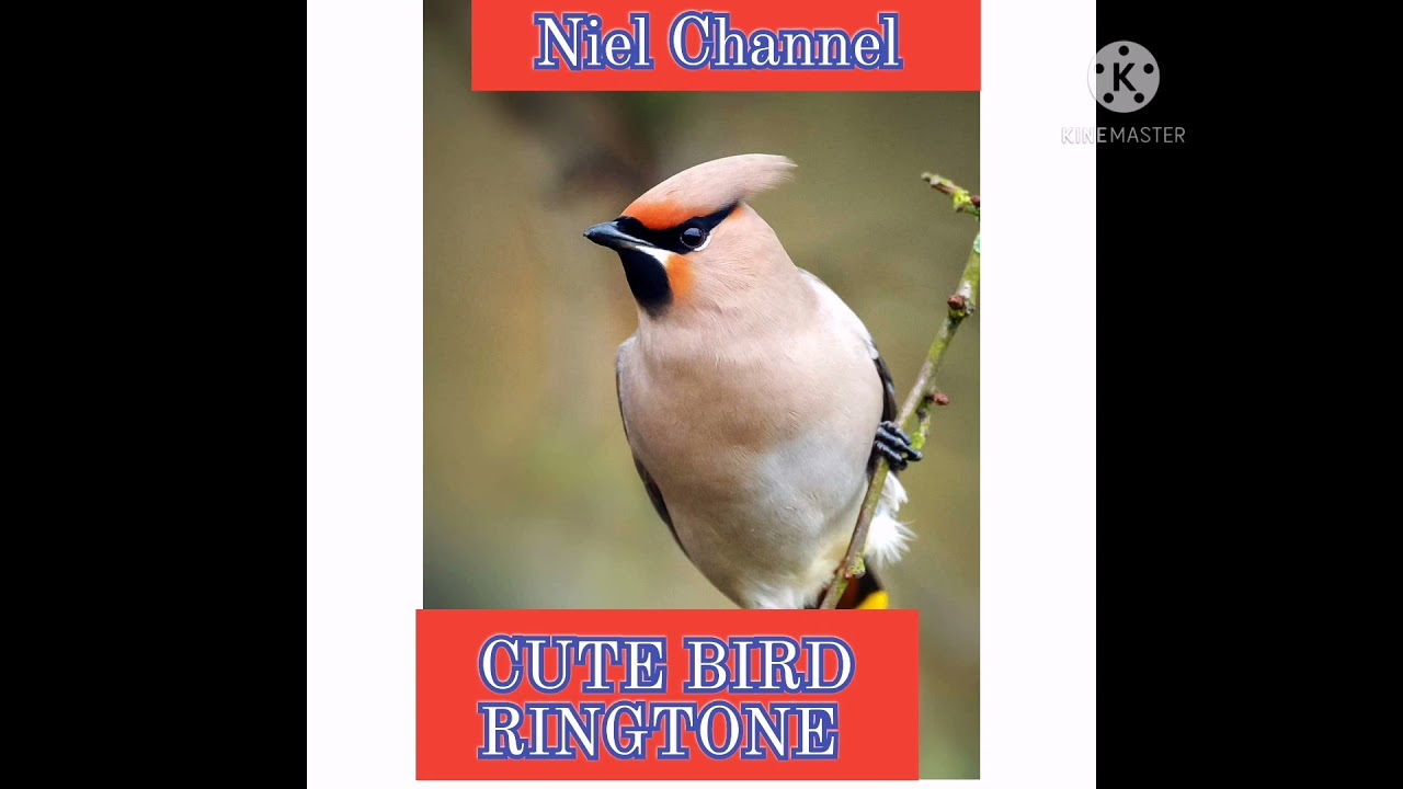 RINGTONE|CUTE BIRD RINGTONE.