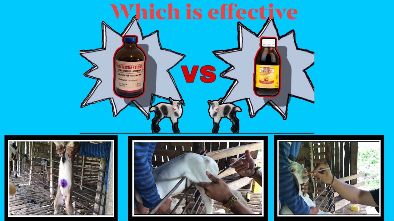 What are the good vitamins you must try on your new born goats | Goat Farming Part 5