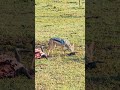 Scavenging Jackal!! 🐺🐺 #Wildlife #ShortsAfrica