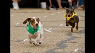 Inaugural LNKTXK Waggin' Wiener Run in downtown Texarkana, Arkansas