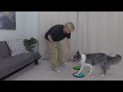 Crossing paws while walking - Members video Nov 2022