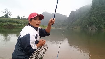 Câu Cá Rô Phi Thiên Nhiên bằng mồi giun cực nhạy không phải ai cũng biết